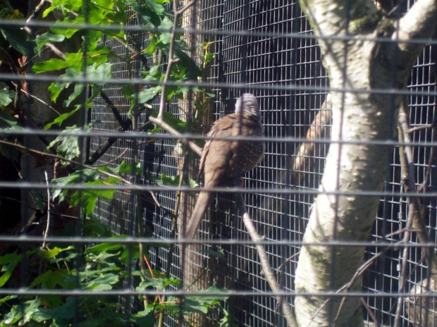 Gołąbek diamentowy #zoo #warszawa #zwierzęta