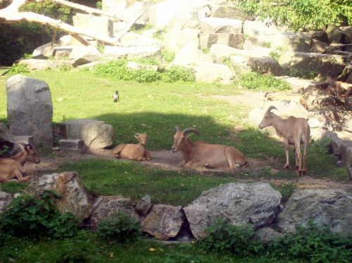 Góralki #warszawa #zoo #zwierzęta