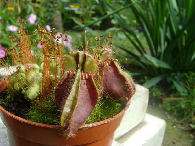 Cephalotus follicularis