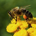.. Tę pszczółkę którą tu widzicie zowią Mają .. aż się dzieciństwo przypomina ;D #pszczoła #makro #owad