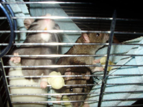 Szczury :)