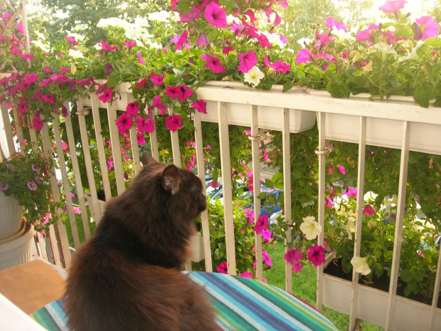Moja letnia świątynia dumania. #kwiaty #balkon #kot #relaks