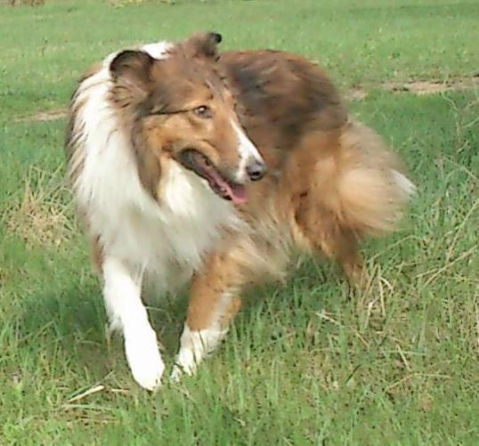 collie