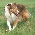 collie