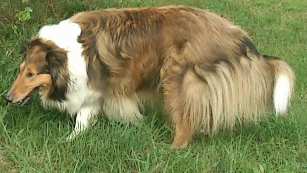 collie