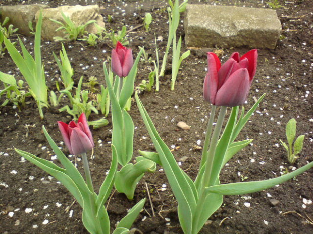 tulipany