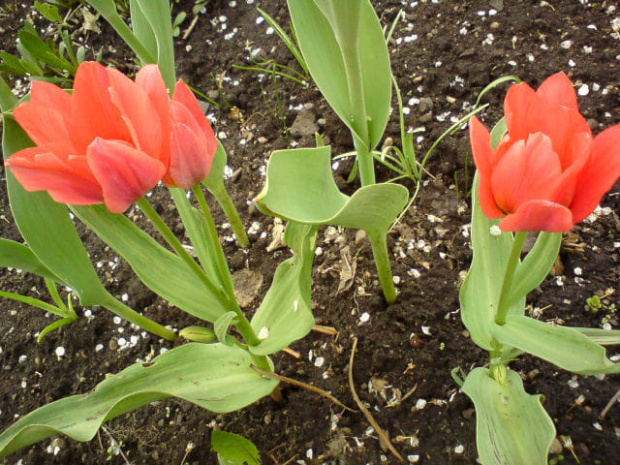 tulipany