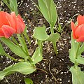 tulipany