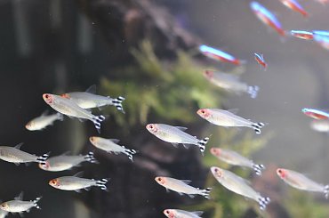 #Akwarium #paletki #tło