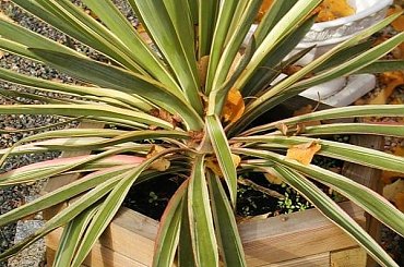 #donica #doniczka #drewniana #sześciokątna #kwietnik #zpd #marczak