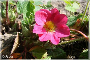 truskaweczka #kwiaty #ogród #truskawki #wiosna