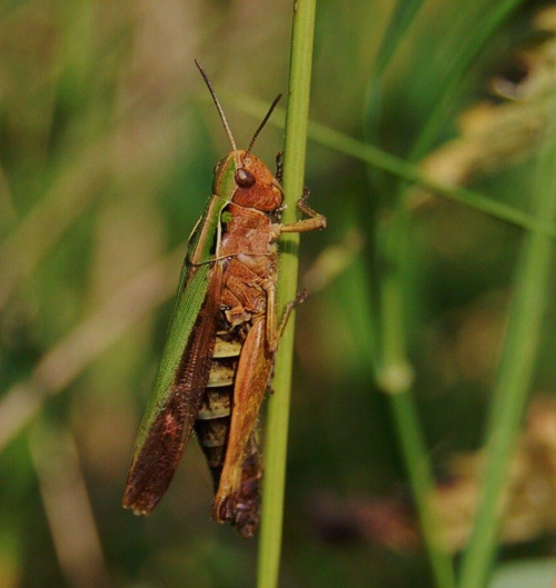 znaleziony w trawie:) #owad
