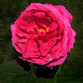 #ogród #róże #rosa #RóżaAngielska