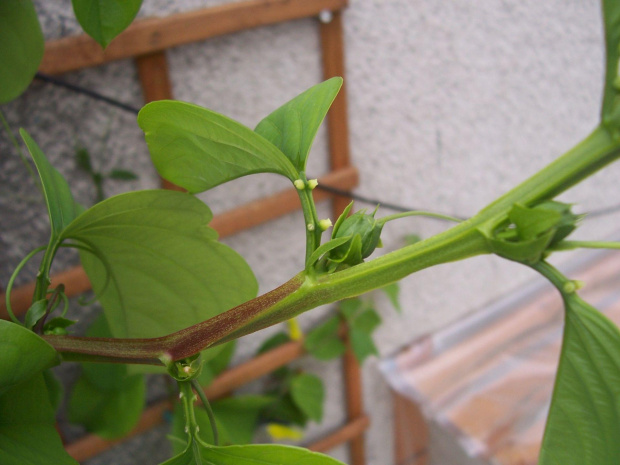 Passiflora alata