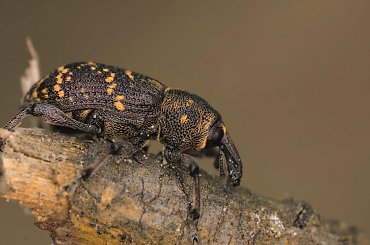 Pan Ryjek #chrząszcz #owad #makro