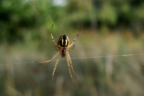 trochę pająków .. ;D #tygrzyk #makro #pająk