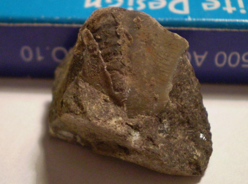 Pygidium trylobita . Długość okazu - 1,6 cm . Wiek - ? Data znalezienia : 2002 .