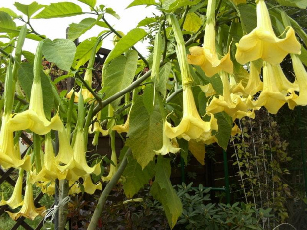 datura