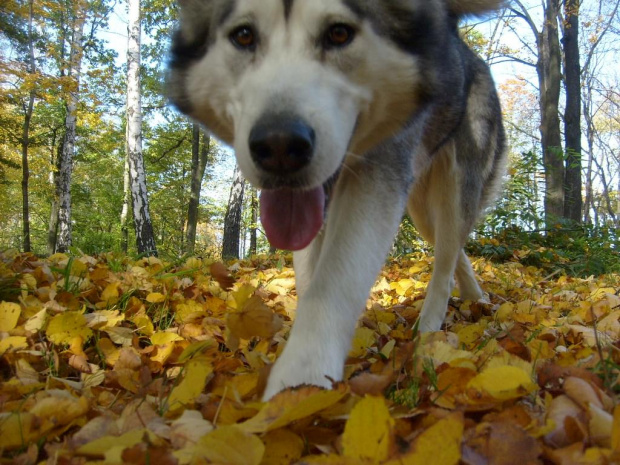 jesiennie.. #psy