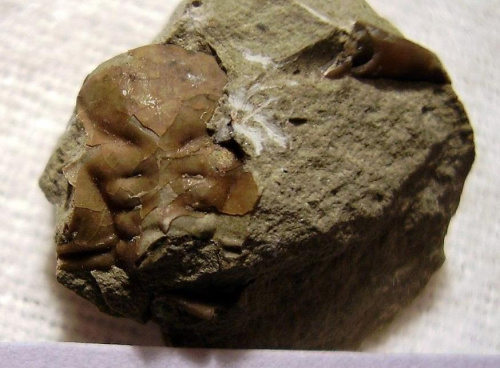 Glabella trylobita Dalmanites sp. Długość okazu - 1,2 cm . Wiek : sylur - dolny dewon . Data znalezienia : 2004 . Wszystkie 3 okazy ( 19a , 19b , 19c ) zostały znalezione w jednej skale .
