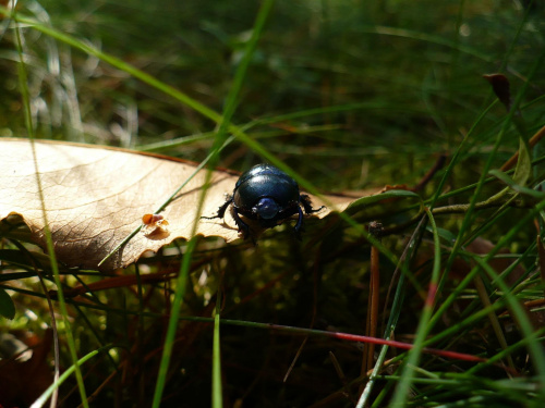 Żuk wiosenny (Geotrupes vernalis) - gatunek chrząszcza z rodziny gnojarzowatych #ŻukWiosenny