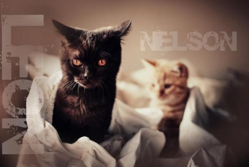 Nelson i Leon #kot