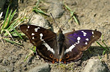 #natura #motyle