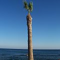 mowie- "kocham palmy ;]" #palma #może #cypr #lato #wakacje #drzewa #egzotyka