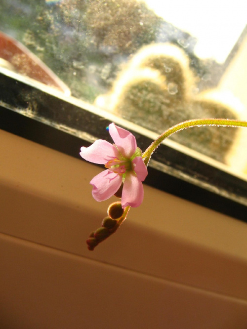Kwitnąca Drosera Aliciea #kwiat #rosiczka #drosera #aliciea