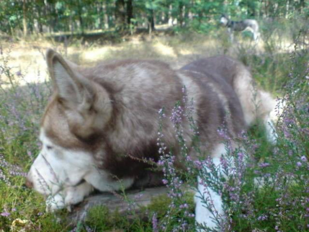 #husky