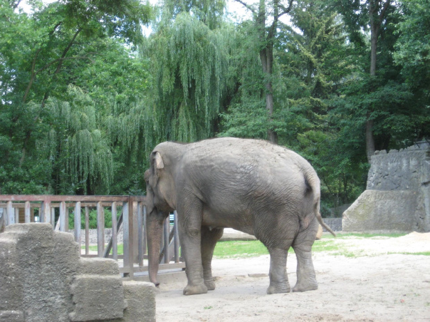 #słoń #zoo #łódzkie