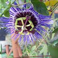 Passiflora purple haze