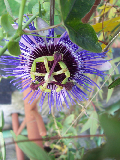 Passiflora purple haze