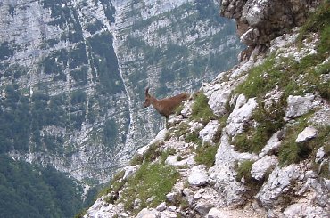 koziorozec zwany przez Słowenców zlatorogiem spotkany w drodze z Triglava #Triglav #TriglavskiParkNarodowy #kozica #koziorozec #zlatorog #zlatorogi #gory #słowenia