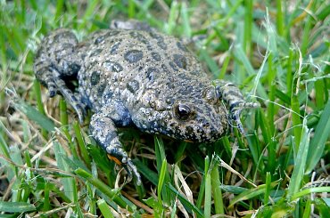 kumak nizinny.. Gość u mnie w oczku #KumakNizinny #płaz