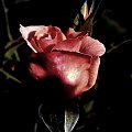 taka sobie różyczka ;D #róża #makro #kwiat