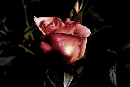taka sobie różyczka ;D #róża #makro #kwiat