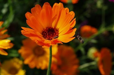 #kwiaty #roza #olympus #przyroda #piotrkow #PiotrkowTryb