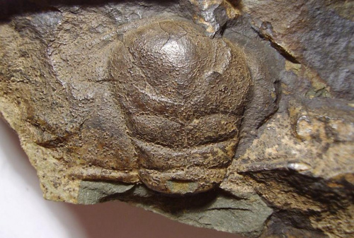 Kranidium trylobita Paradoxides sp. Długość okazu - 4,6 cm . Wiek: środkowy kambr . Data znalezienia : sierpień 2005 . Podarunek . Miejsce znalezienia : Jince