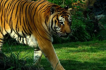 siła...tygrysia sesja #TygrysBengalski #wrocław #zoo