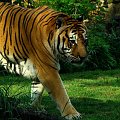 siła...tygrysia sesja #TygrysBengalski #wrocław #zoo