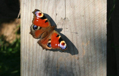 marzenia się spełniają :):) #motylek #owad