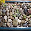 Lithops