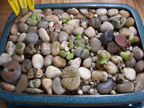 Lithops