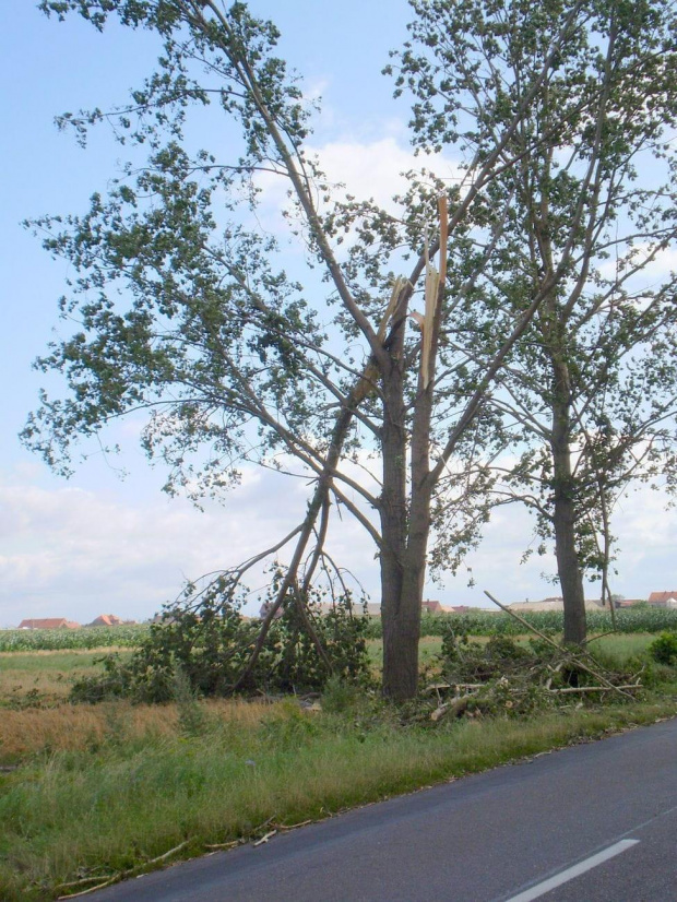 Między Strzelcami Wielkimi a Lipiem