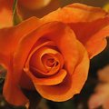 #ogród #rośliny #kwiaty #kwiat #róża #rosa #róże #westerland