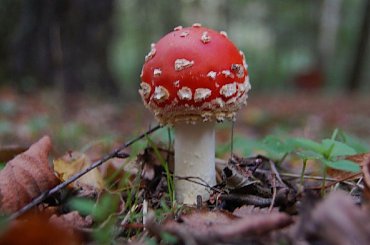 u mnie tylko takie;) #grzyb #muchomor