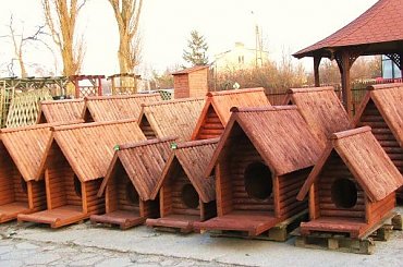 #BudyDlaPsa #budy #buda #piesek #zpd #marczak