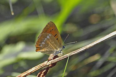 czerwończyk dukacik - to ostatnie moje motylki na fotosiku :((( #CzerwończykDukacik