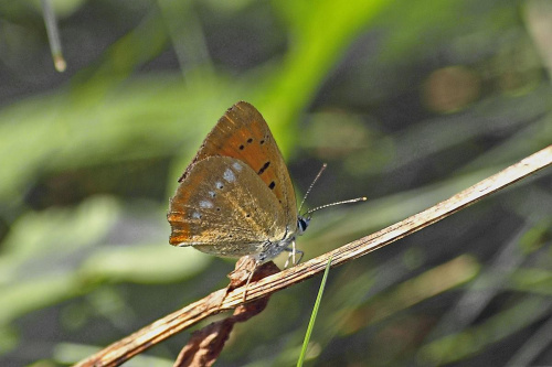 czerwończyk dukacik - to ostatnie moje motylki na fotosiku :((( #CzerwończykDukacik
